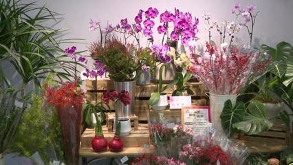 第二屆秋季進口球根花卉展 復興公園綻放進博同款潮流花卉，機械設備賦能綠色園藝